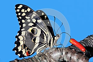 Colorful citrus swallowtail butterfly - South Africa