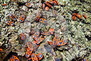 Colorful closeup on an aggregation of copulating firebugs , Pyrrhocoris apterus on a bark of a tree in the springtime