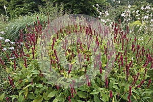 Colorful closeup on an aggregatrion of Red Bistrot plants, Persicaria amplexicaulis, in the garden