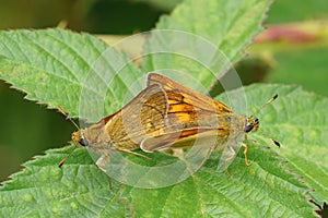 Colorful closeup on a copulation on a male and female Large skipper ,Ochlodes sylvanus sitting on a green leaf