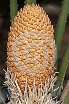 Colorful closeup of a Cycad fruit