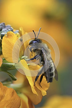 Colorful closeup on a female Chocolate mining bee, Andrena scotica, sitting on an Orange Erysimum linifolium