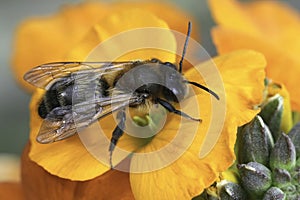 Colorful closeup on a female Chocolate mining bee, Andrena scotica, sitting on an Orange Erysimum linifolium