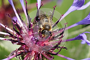 Colorful closeup on a female Patchwork leafcutter bee, Megachile centuncularis on blue Centaurea montana flowers