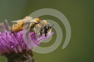 Colorful closeup on a fluffy female Pantaloon bee, Dasypoda hirtipes, sitting on a purple knapweed