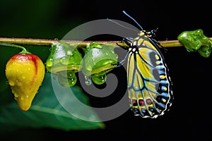 Colorful closeup nature animal black green chrysalis butterfly insect macro beauty
