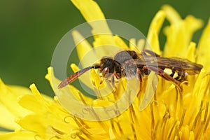 Colorful closeup on a Panzer\'s Nomad solitary cuckoo bee, Nomada panzeri on a yellow dandelion flower