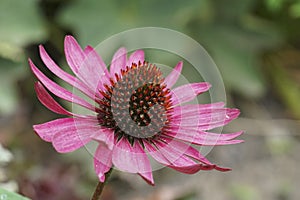 Colorful closeup on a pink colored cone flower, Echinacea purpurea in the garden