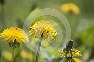 Colorful closeup with pollen leaves of yellow dandelion blossoms in summer sunlight