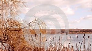 Colorful clouds in the spring sky sunset. Early spring willow branches near the water. The background is grey cloudy sky and water