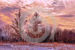 Colorful Clouds on a Winter Evening in the Woods