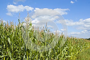 Colorful cloudscape and field