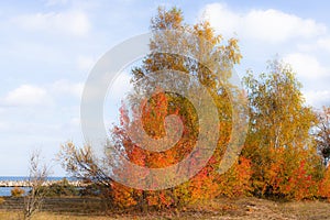 A colorful clump of trees at the Gorki Zachodnie beach in Gdansk