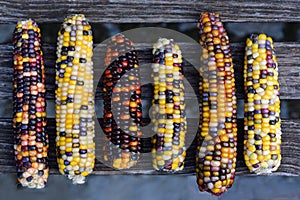 Colorful cob of ornamental corn are photographed from above and lie on wooden latters