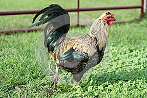 Colorful Cockerel in Grass and Clover Lifting One Foot