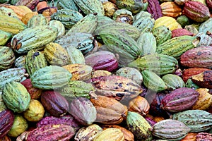 Colorful cocoa pods
