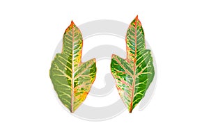 Colorful Codiaeum variegatium leaf or Oakleaf Croton in backside and foreside. Beautiful leaves in dark green and strips of yellow