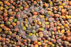 Colorful Coffee Beans Drying In The Sun
