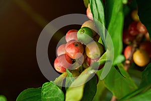 Colorful coffee beans