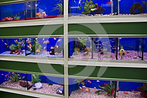 Colorful cold water and tropical fish aquariums photo