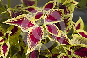 Colorful Coleus Leaves - Solenostemon