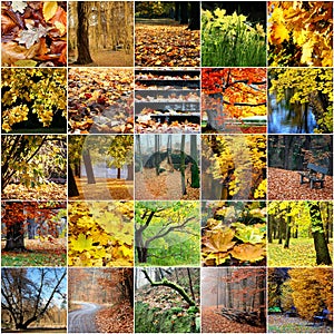 Colorful collage of autumn trees Leaves