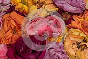 Colorful collage of rose blossoms top view macro, symbolic figurative bed of roses love romance feelings romantic desire