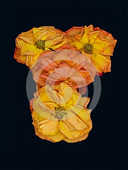 Colorful collage of yellow orange rose blossoms