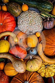 Assorted pumpkins, squashes and gourds