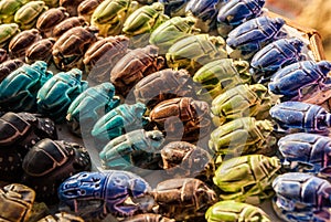 Colorful Collection of Scarab Beetles in Egypt