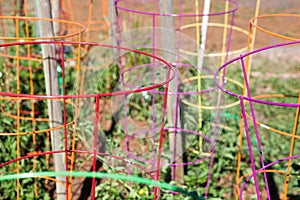 Colorful Collection of Tomato Cages