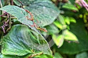 Colorful Colombian Lizard