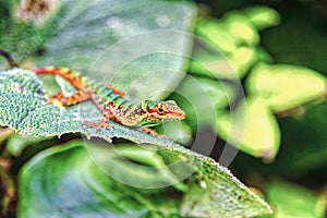 Colorful Colombian Lizard