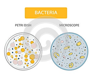 Colorful colonies of bacteria in a Petri dish and bacteria with a blue nucleus on a blue background under a microscope