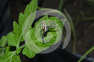 Colorful Colonus sylvanus Sylvana Jumping Spider on the Green Leaf