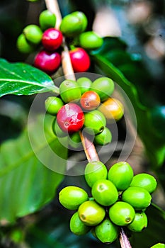 Colorful color of coffee beans on tree branch