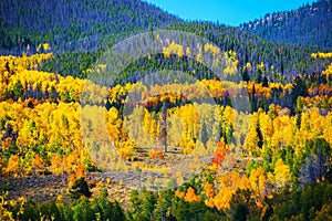 Colorful Colorado Autumn