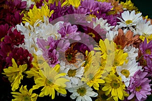 Colorful combination of daisy flowers