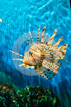 Colorful of Common Lionfish Turkeyfish, Red Lionfish Pterois volitans in tropical coral reef