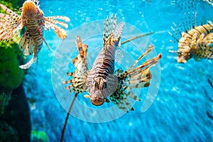 Colorful of Common Lionfish Turkeyfish, Red Lionfish Pterois volitans in tropical coral reef