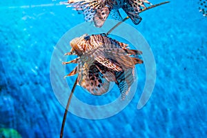 Colorful of Common Lionfish Turkeyfish, Red Lionfish Pterois volitans in tropical coral reef