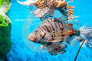 Colorful of Common Lionfish Turkeyfish, Red Lionfish Pterois volitans in tropical coral reef