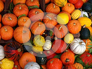 Colorful composition of Pumpkins, fall season