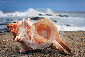 A colorful conch on the beach, Kanyakumari photo