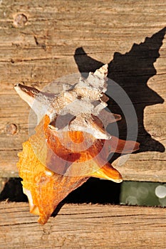 Colorful conch shell