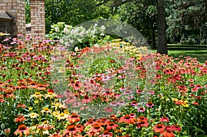 Colorful cone flowers in a garden