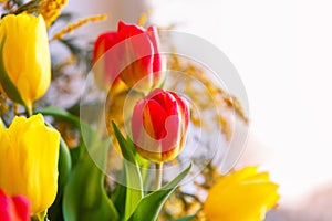 Colorful congratulatory spring bouquet of tulips and Mimosa. Small focus selected.