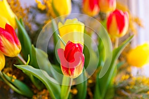 Colorful congratulatory spring bouquet of tulips and Mimosa. Small focus selected.