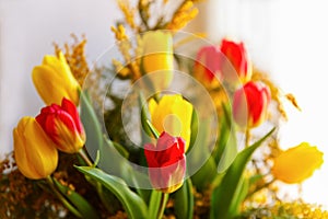 Colorful congratulatory spring bouquet of tulips and Mimosa. Small focus selected.