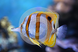 Copperband butterflyfish photo